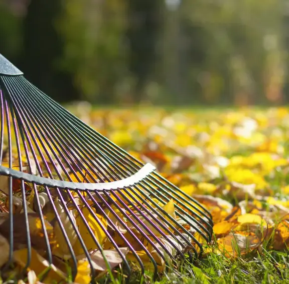 leaf_removal_service Professional leaf removal service using high-velocity blowers and vacuum systems to clear heavy autumn foliage from turf and garden beds.